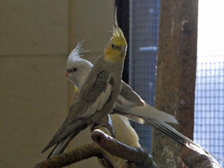 写真：オカメインコ