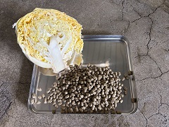 写真：オオハクチョウ餌