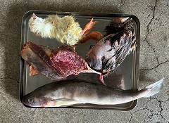 写真：オオワシ餌