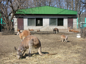 写真：カンガルー舎