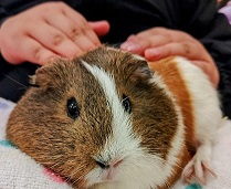 モルモットふれあいの写真