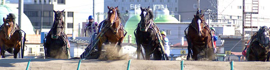 写真：ばんえい競馬1