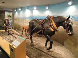 写真：馬の資料館内観