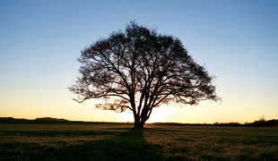 写真：ハルニレの木