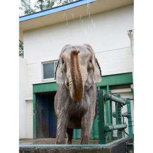 写真:インドゾウ4
