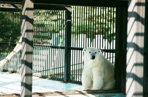 写真：ホッキョクグマ2