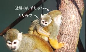 写真：コモンリスザル