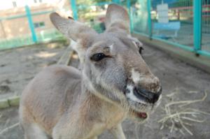 写真：アカカンガルー　ノンちゃん