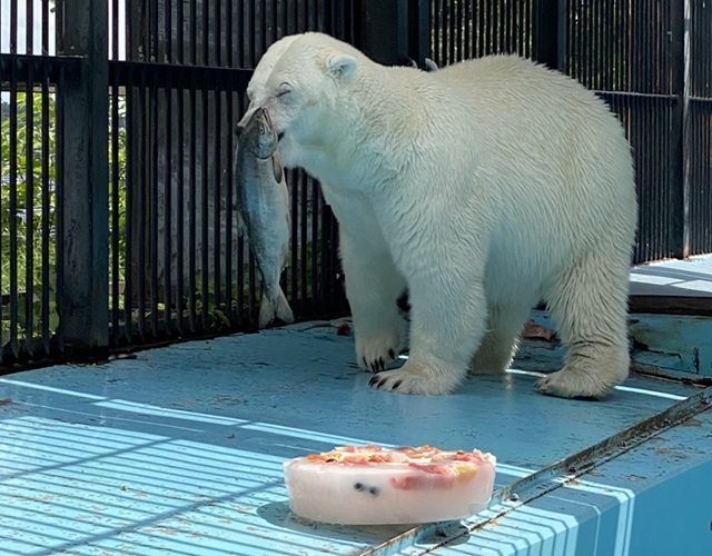 ホッキョクグマ アイラ