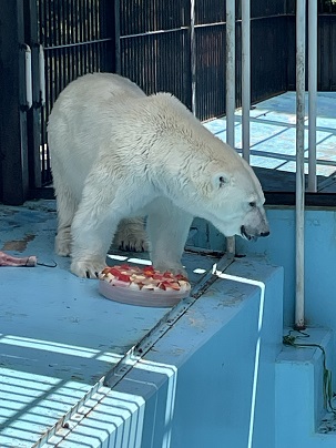 写真、ホッキョクグマのアイラが氷のえさをつかんでいます。