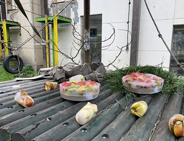 写真、チンパンジーにあげる氷のエサ