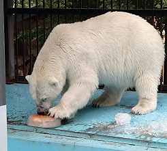 氷で遊ぶホッキョクグマ