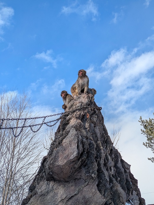 写真：山の上に立つニホンザル