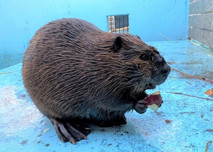 写真：サツマイモを食べるナツ