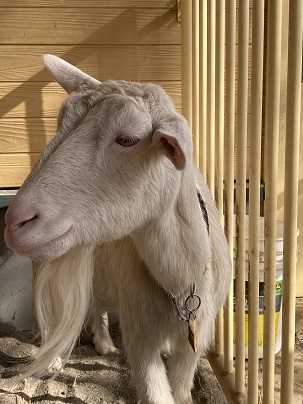 写真：ヤギの「くるみ」