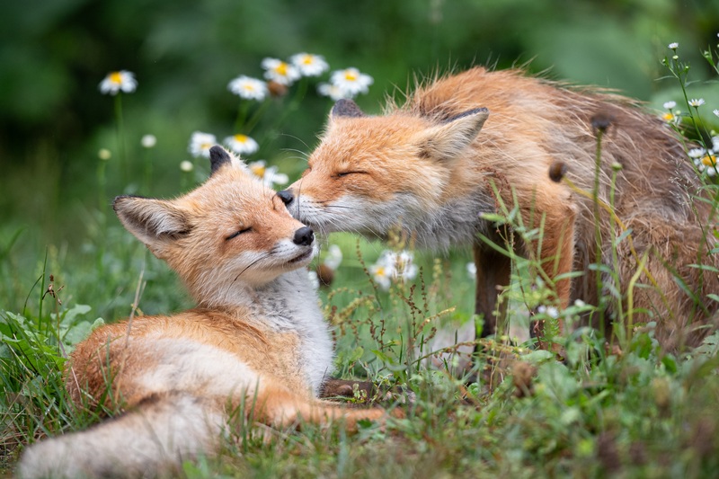 キツネ
