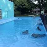 アザラシプール