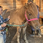 どさんこの導入