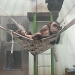 エンリッチメント