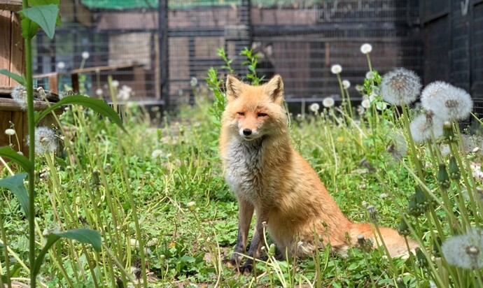 写真：アザラシ