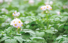 写真:じゃがいもの花