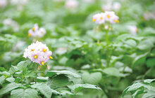 写真：じゃがいもの花