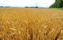 写真：小麦畑