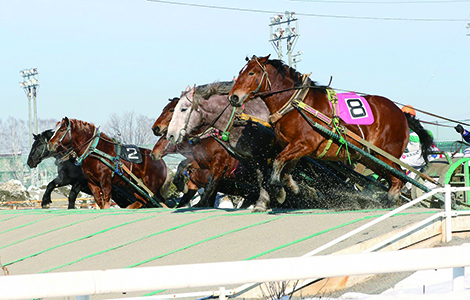 写真：ばんえい競馬