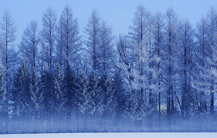 写真：冬の森