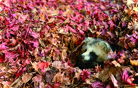 写真：おびひろ動物園のたぬき