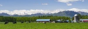 写真：帯広市の酪農風景