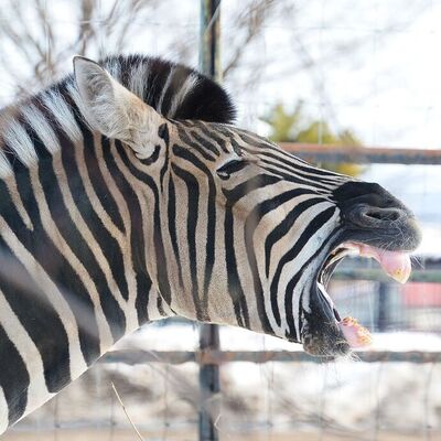 広報おびひろ12月号zooレターの園長賞のシマウマの写真