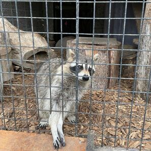 広報おびひろ令和4年2月号zooレターのアライグマの画像