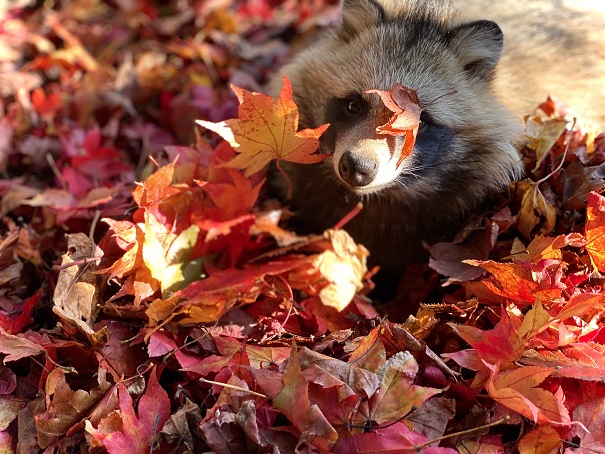 写真：前回の優秀作品（タヌキが紅葉に埋もれているところ）