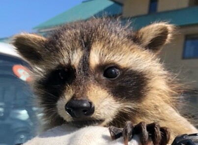 写真：アライグマのチャチャ