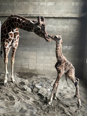 写真：起立後の子とユルリの様子