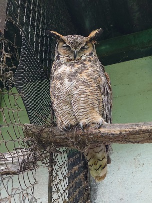 写真：アメリカワシミミズクのゴッシ