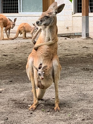 写真：ソルトと袋から顔を出した赤ちゃん