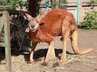 写真：アカカンガルーのサツマ