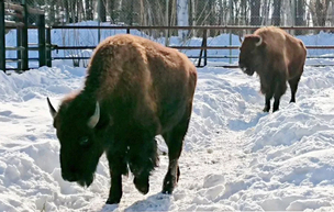 おびひろ動物園で飼育しているアメリカバイソンの画像