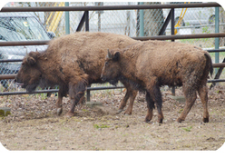 おびひろ動物園で飼育しているアメリカバイソンの画像