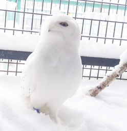 おびひろ動物園で飼育しているシロフクロウの画像