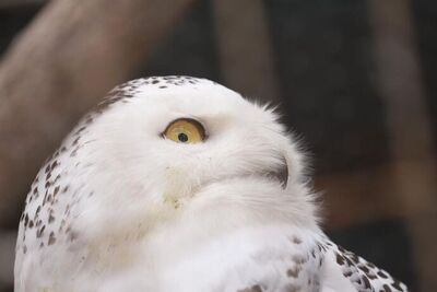 広報おびひろ6月号ズーレター園長賞のシロフクロウの写真