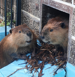 帯広動物園で飼育しているアメリカビーバーの写真