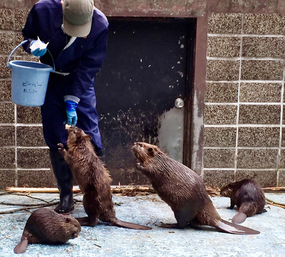 広報おびひろ8月号zooレターで園長賞のアメリカビーバーの写真