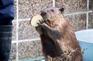 広報おびひろ8月号zooレターのアメリカビーバーの写真