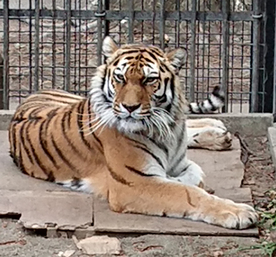 おびひろ動物園で飼育しているアムールトラ「マオ」の画像