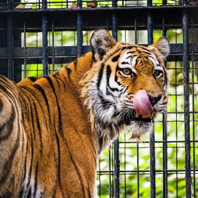 広報おびひろ10月号zooレター、園長賞のアムールトラの画像