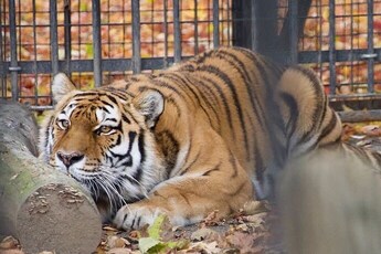 広報おびひろ10月号zooレターアムールトラ「マオ」の画像