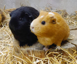 おびひろ動物園で飼育しているモルモットの写真